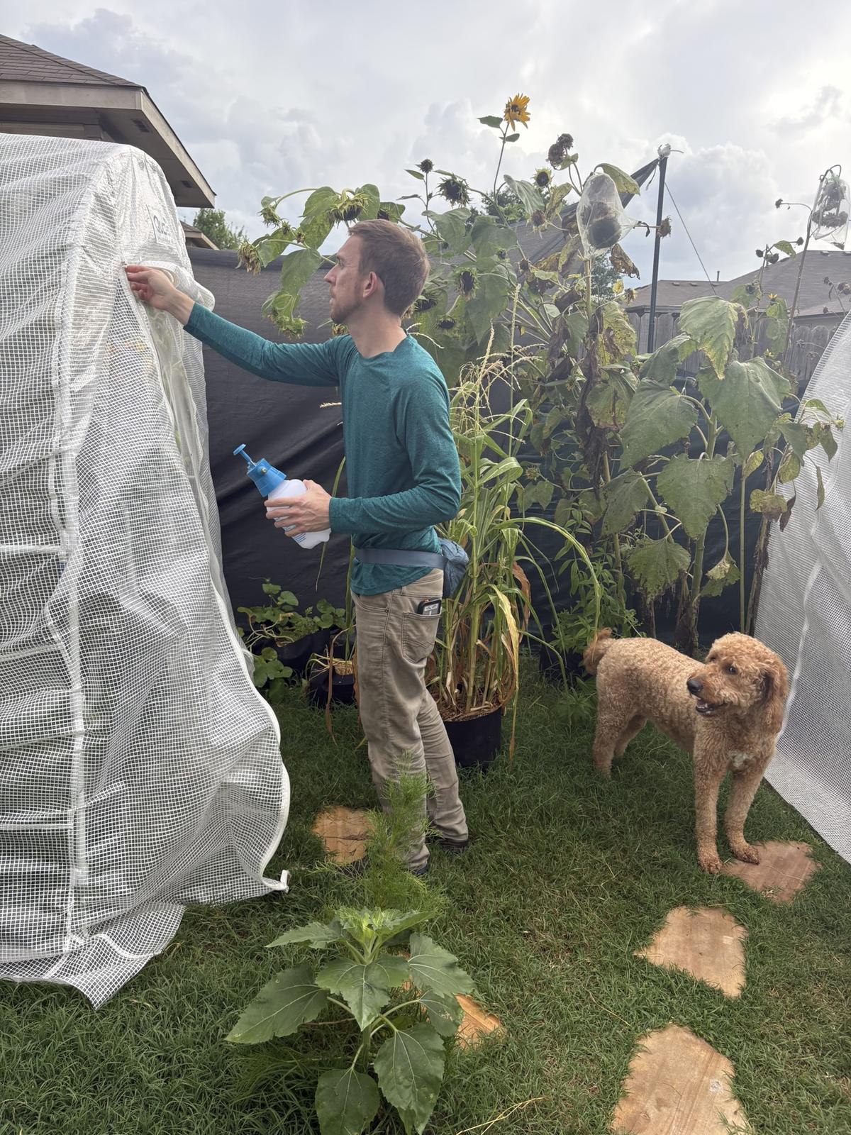Jordan Polasek tending the greenhouse with Autumn the goldendoodle and tall sunflowers behind