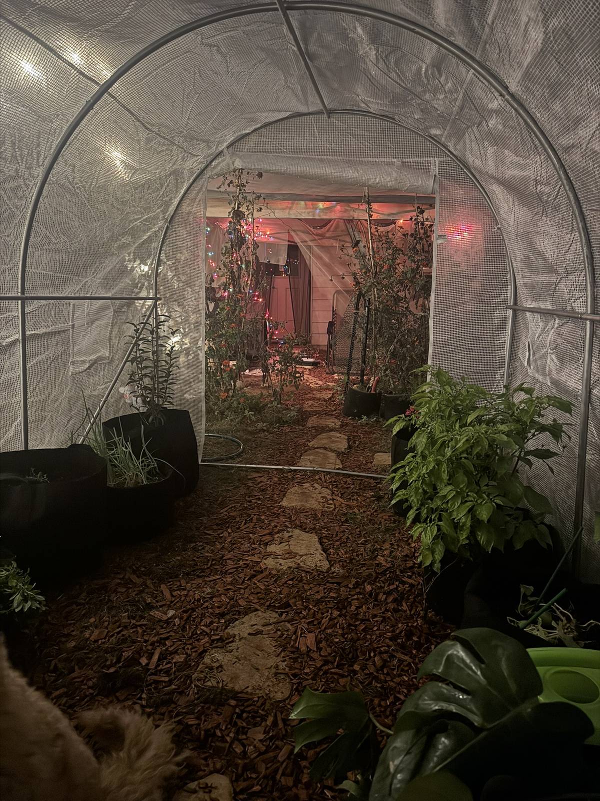 Texas Roots greenhouse at night under pink and purple grow lights